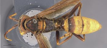 Media type: image;   Entomology 33137 Aspect: habitus dorsal view